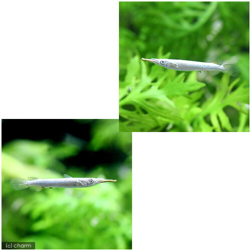 ��Ǯ�ӵ��˥�����ǥ󡦥ǥ�⥲�ˡ���3ɤ�ˡ��̳�ƻ���彣�Ҷ������ݲ�