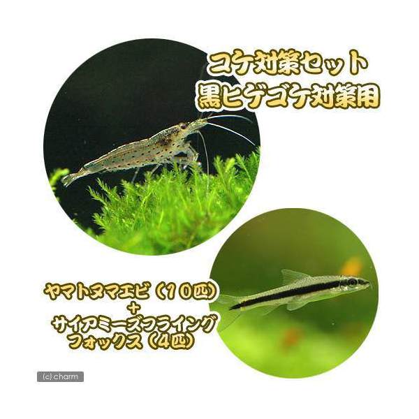 （熱帯魚）（エビ）コケ対策セット　黒髭ゴケ対策　ヤマトヌマエビ（10匹）＋サイアミーズフライングフォックス（4匹…