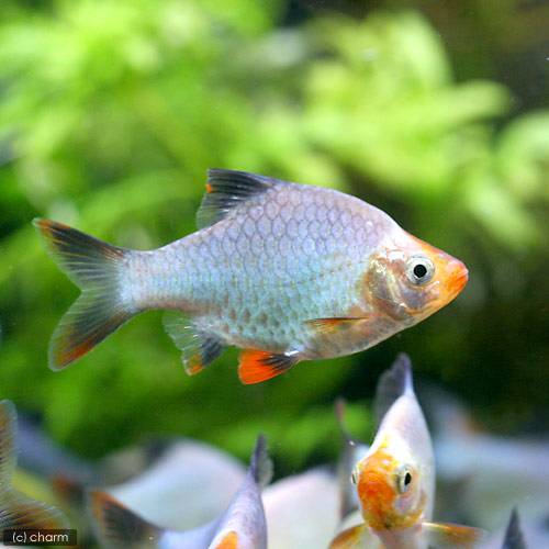 （熱帯魚）プラチナグリーン・スマトラ（1匹）　北海道・九州航空便要保温