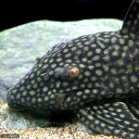 (熱帯魚)フルスポットロイヤルプレコ 20~24cm(ワイルド)(1匹) 北海道航空便要保温