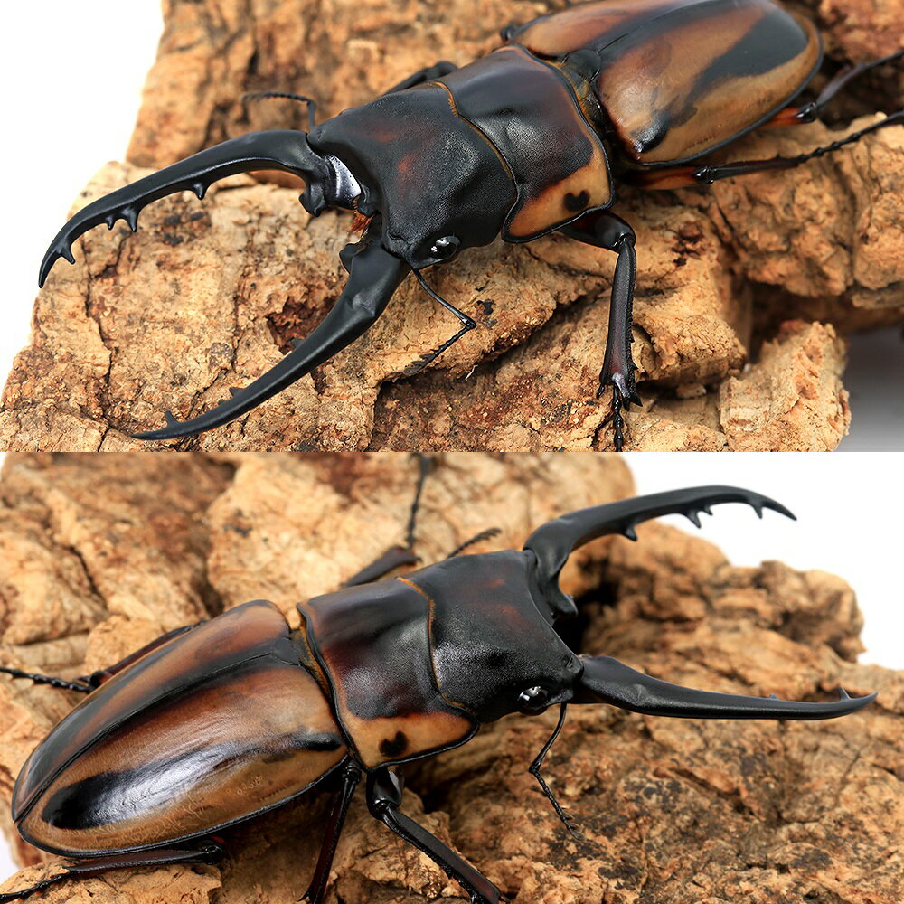 �ʺ���˥ե��֥꡼���Υ����ꥯ�塞���ʰ��勵�����磻�˥��ꥢ���绺������ʽ��2��ˡ�1ɤ�ˡ��̳�ƻ���彣�Ҷ������ݲ�