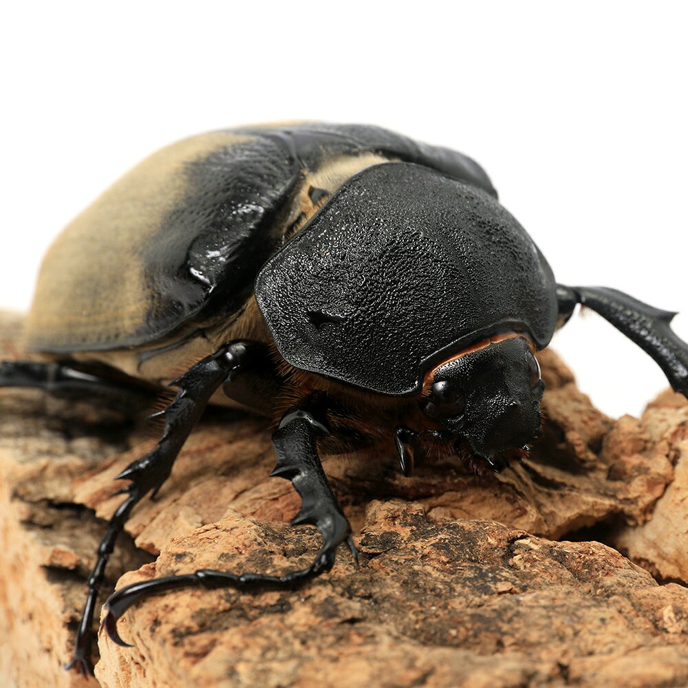 �ʺ���ˡʥ᥹ñ�ʡ˥���ե����������֥ȥॷ���ᥭ���������ƥޥ���������ե꡼��������1ɤ�ˡ��̳�ƻ���彣�Ҷ������ݲ�