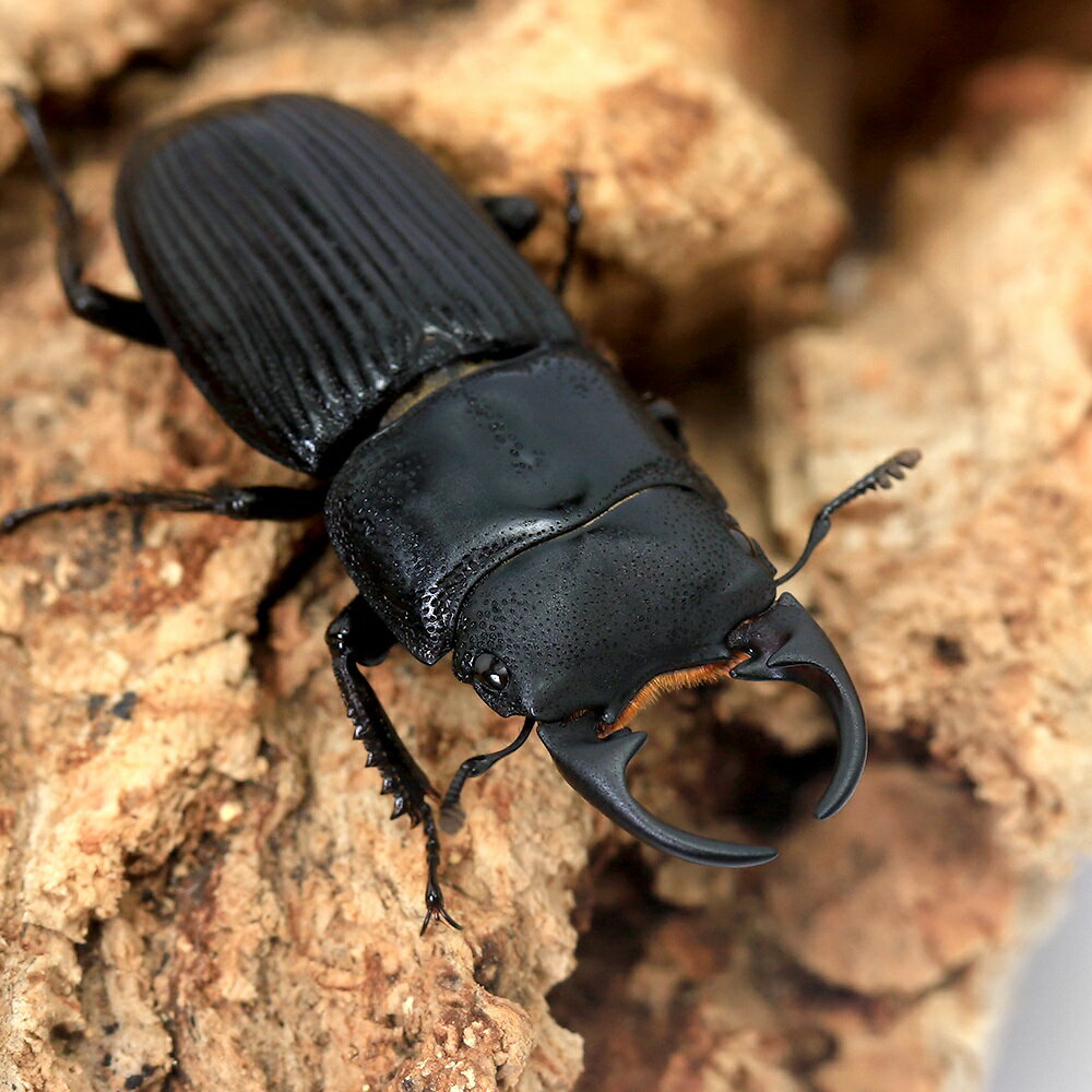 （昆虫）アマミネブトクワガタ　奄美大島龍郷町産　幼虫(初〜2令)WF6(1匹)　北海道・九州航空便要保温