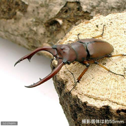 �ʺ���˥����������ǥ��Υ����ꥯ�塞�����٥󥯡��뻺������ʽ��2��ˡ�6ɤ��WF1���̳�ƻ�Ҷ������ݲ�