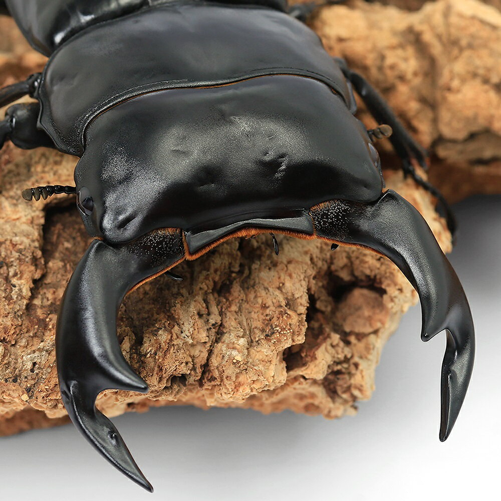 （昆虫）（オス単品）アンタエウスオオクワガタ　ネパール　コタン産　成虫　75〜79mm（1匹）　北海道..