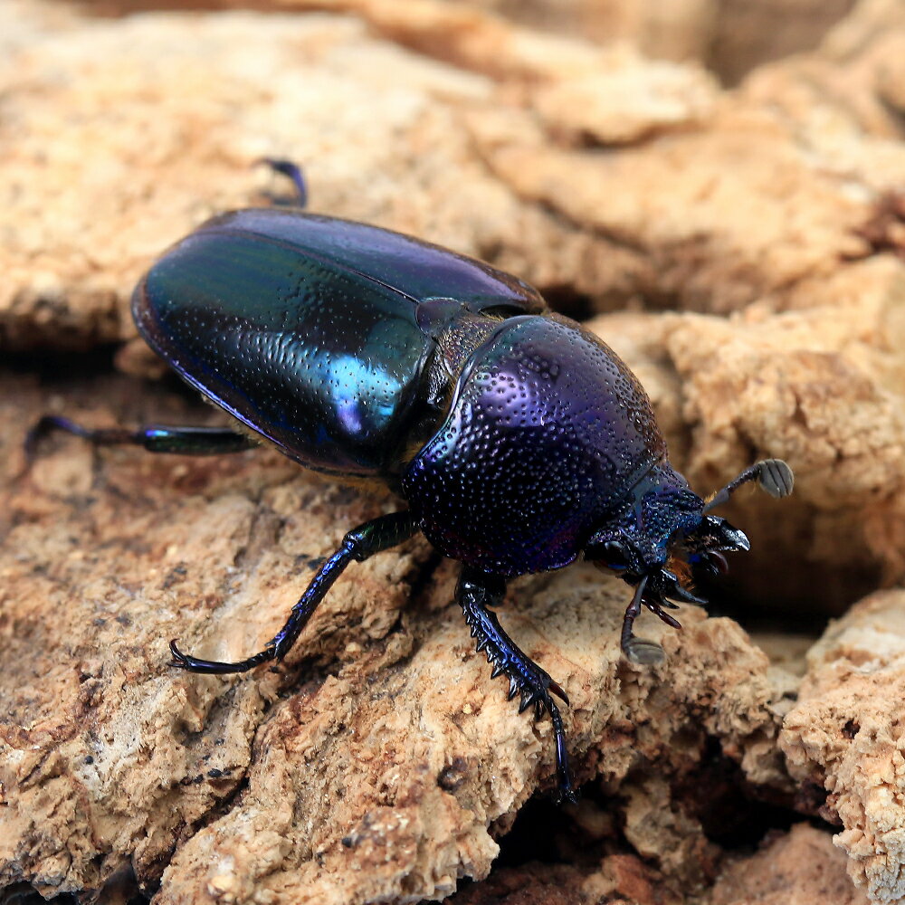 �ʺ���˰���ʪ���ѥץ����󥤥����塞�������ʻ�������ʥ������ѡ��ץ�ˡʥ᥹���ѡ��ץ�ˡ��������ե꡼��1�ڥ����̳�ƻ���彣�Ҷ������ݲ�