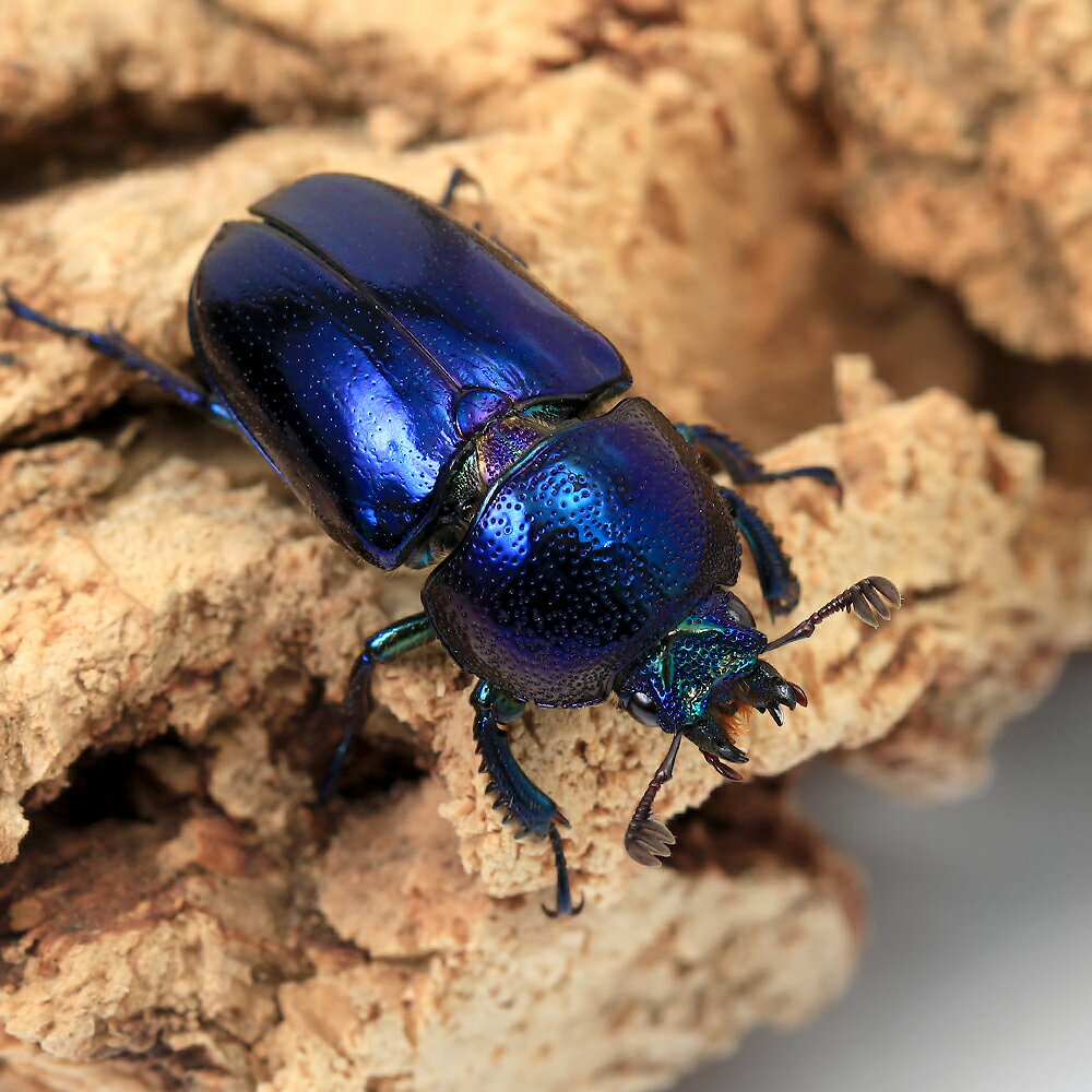 �ʺ���˰���ʪ���ѥץ����󥤥����塞�������ʻ�������ʥ������⥹���꡼��ˡʥ᥹���ǥ����ץ֥롼�ˡ��������ե꡼��1�ڥ����̳�ƻ���彣�Ҷ������ݲ�