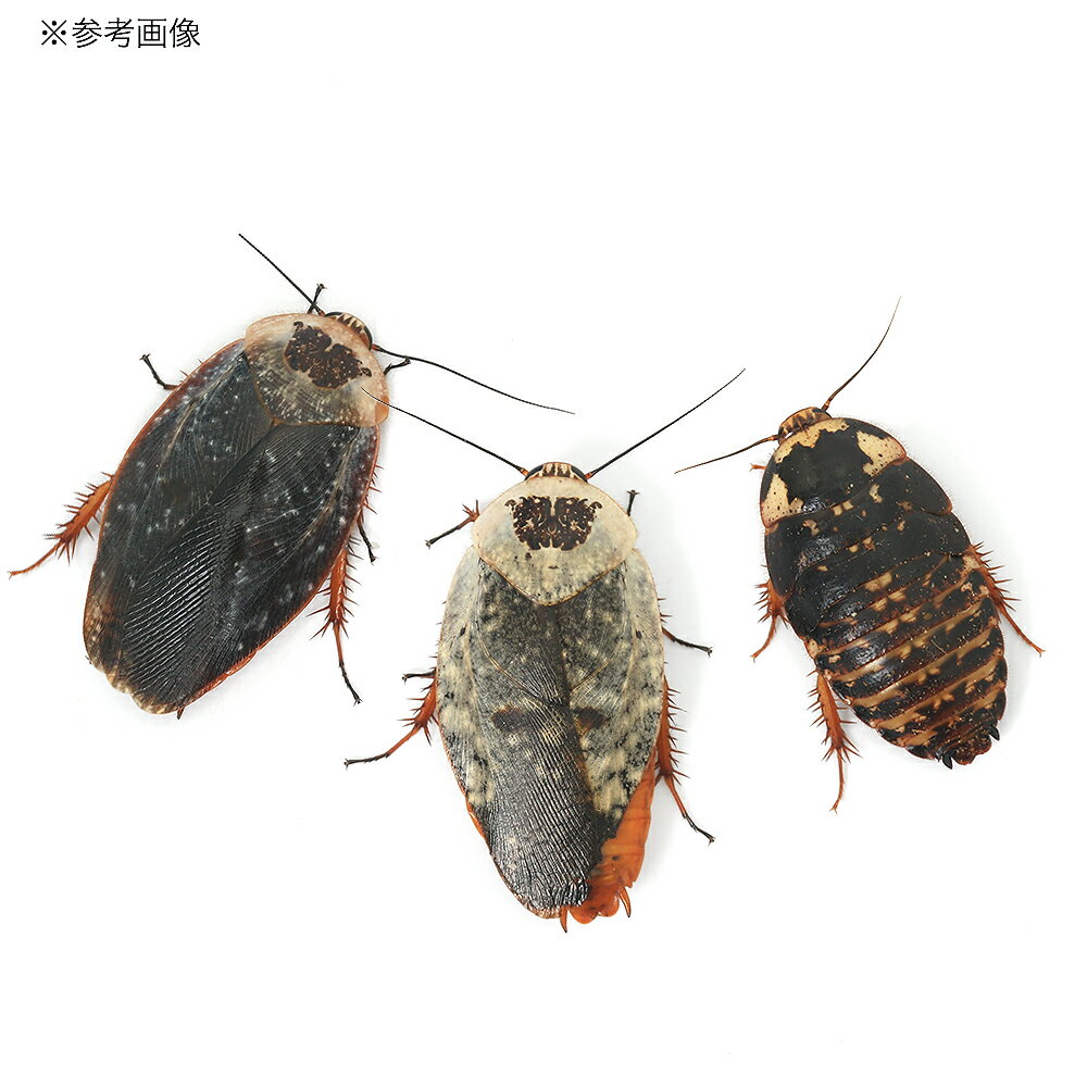 （昆虫）ゴーストポーセリンローチ　幼体　CB　Sサイズ（5匹）　北海道・九州航空便要保温