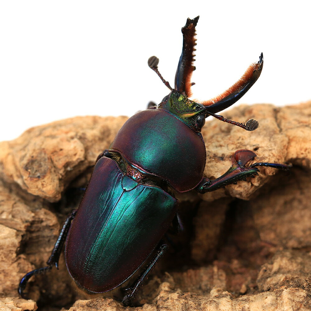 パプアキンイロクワガタ販売個体について※お送りする個体はメスのみとなります。※スタッフがセレクトした画像の個体をお届けします。※本ペアから得られた累代個体が必ずしも親と全く同じカラーで羽化するかはお約束できません。あらかじめご了承くださいま...