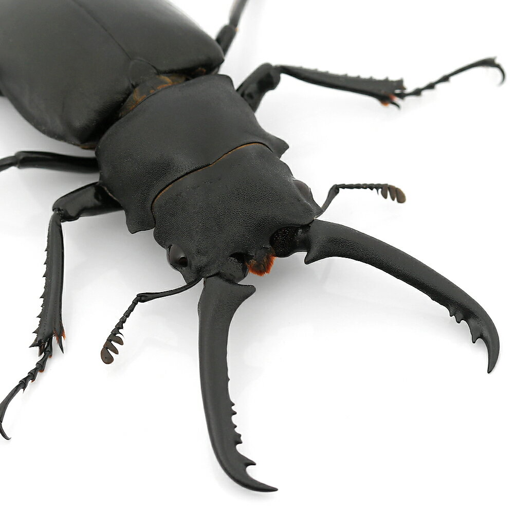 （昆虫）ギラファノコギリクワガタ　フローレス産　成虫　85〜90mm　CB（1ペア）　北海道・九州航空便要保温