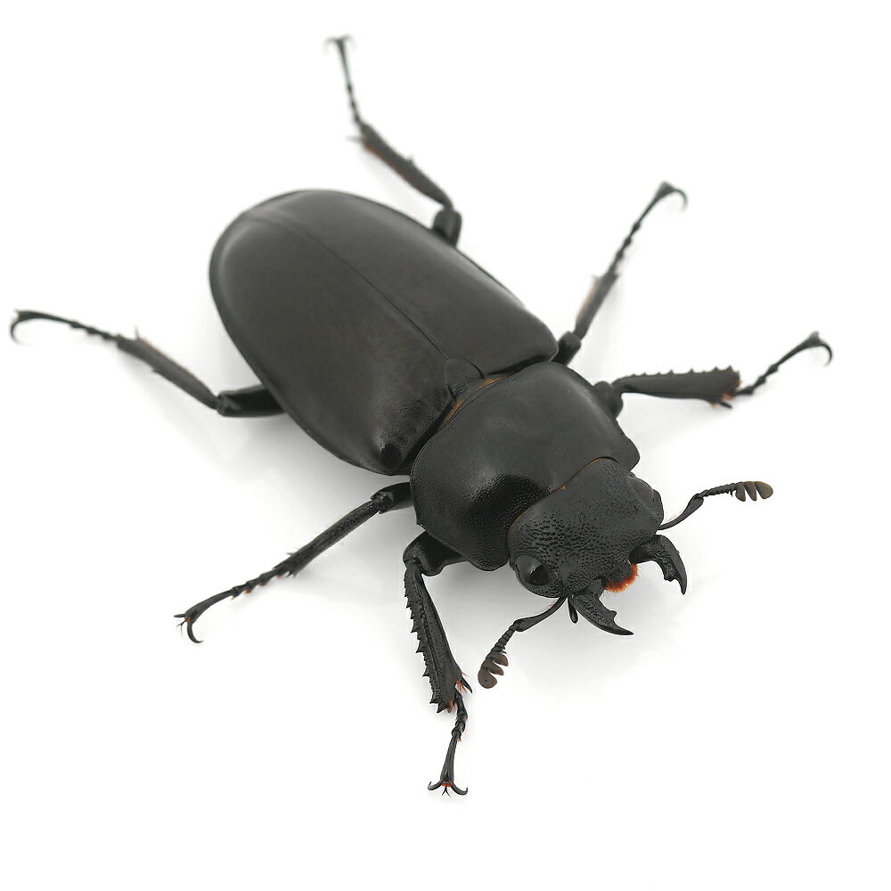 �ʺ���˥���ե��Υ����ꥯ�塞�����ե����쥹�������85��90mm��CB��1�ڥ��ˡ��̳�ƻ���彣�Ҷ������ݲ�