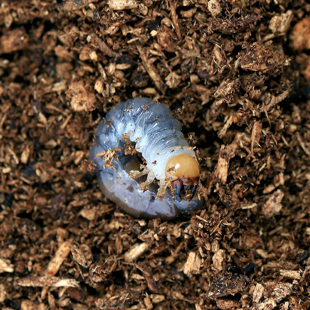 （昆虫）ゼブラノコギリクワガタ　フィリピン ルソン島産　CBF6　（初〜2令）（1匹）　北海道・九州航空便要保温