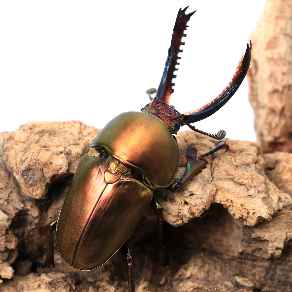 （昆虫）一点物　パプアキンイロクワガタ　ワメナ産　成虫　（オス38mm）　（メス　エメラルド系）（1ペア）北海道・九州航空便要保温