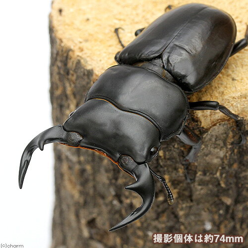 （昆虫）（メス単品）アンタエウスオオクワガタ　ミャンマー　カチン産　CB　サイズフリー（1匹）