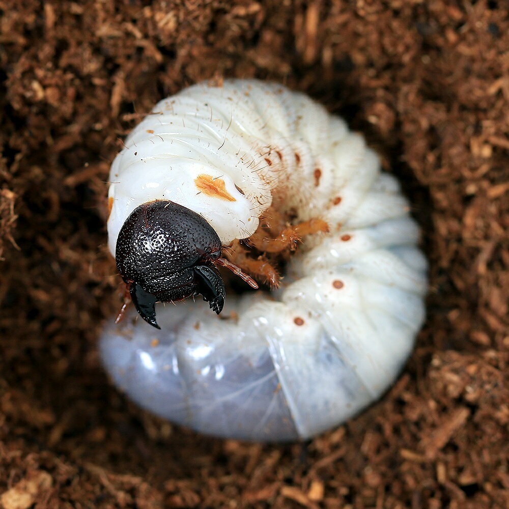 （昆虫）コーカサスオオカブトムシ（亜種kirbyi）マレーシア産　幼虫　（初〜2令）WF1（1匹）