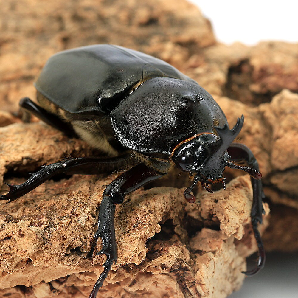 楽天市場】オキナワ カブトムシの通販