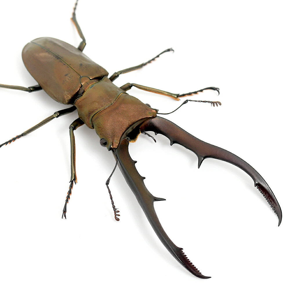 楽天市場】メタリフェルホソアカクワガタの通販