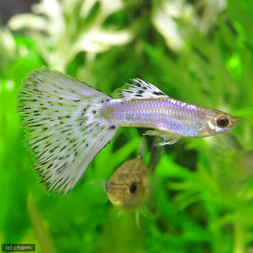 （熱帯魚）コーラルラベンダーグラス・グッピー（国産ブリード）（1ペア）　北海道・九州・沖縄航空便要保温