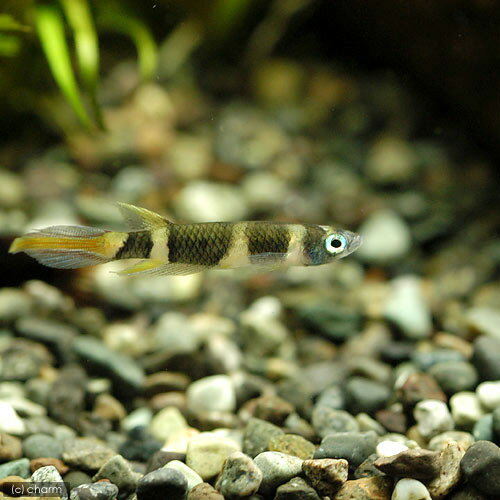 ��Ǯ�ӵ��˥��饦�󡦥��꡼��10ɤ�ˡ��̳�ƻ���彣�Ҷ������ݲ�