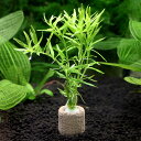 (水草)ライフマルチ(茶)グリーンロタラ(水中葉)(無農薬)(1個)