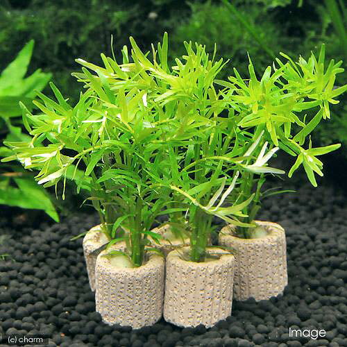 （水草）ライフマルチ（茶）グリーンロタラ（水中葉）（無農薬）（1個）