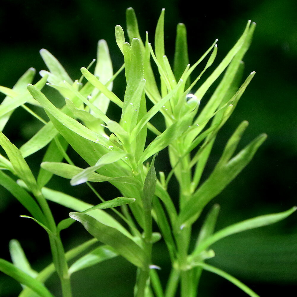 （水草）ライフマルチ（茶）グリーンロタラ（水中葉）（無農薬）（1個）