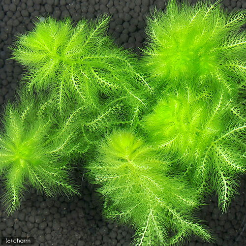 �ʿ���˥��������������饤�եޥ������˥��ȥꥯ��ꥢ�������쥢�ʥΥ��̥���ˡ�̵�����ˡ�1�ġ�