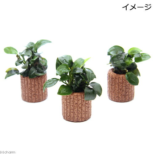 �ʿ���˥��̥ӥ����ʥʡ��ץ����饤�եޥ������ˡʿ���աˡ�3�ġ�