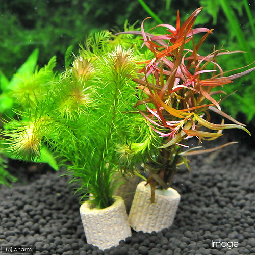 （水草）置くだけ簡単　ライフマルチ（茶）おまかせ水草1種（水中葉）（無農薬）（...