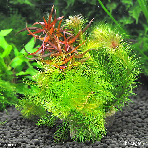 （水草）置くだけ簡単　ライフマルチ（茶）おまかせ水草1種（水中葉）（無農薬）（...