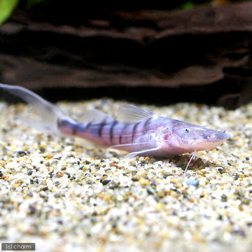 楽天市場】飼育 ゼブラキャットの通販