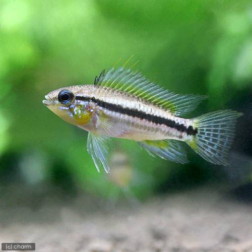 （熱帯魚）アピストグラマ・ビタエニアータ　テフェ（ワイルド）（1ペア）　北海道・九州航空便要保温