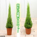 （観葉植物）ゴールドクレスト　ウィルマ　6号（1鉢）