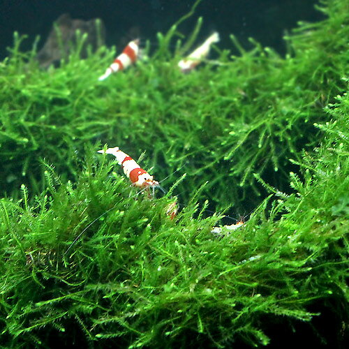 （水草）★育成済★　ウィローモス　流木　SSサイズ（約10cm）（水中葉）（無農薬）...