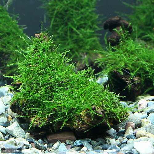 （水草）★育成済★　ウィローモス　流木　SSサイズ（約10cm）（水中葉）（無農薬）...