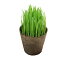（観葉植物）ペットグラス　猫草　ネコちゃんの草　燕麦　直径8cmECOポット植え（無農薬）（3ポットセット）　北海道冬季発送不可