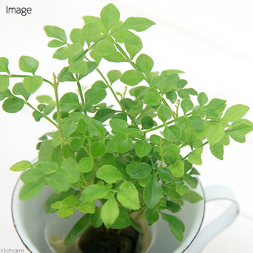 (観葉植物)ミニ観葉 オアシス苗 トネリコ(1苗)の紹介画像2