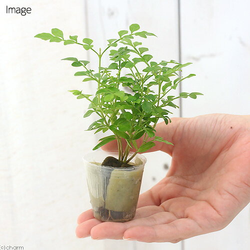 (観葉植物)ミニ観葉 オアシス苗 トネリコ(1苗)の紹介画像3