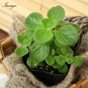 (観葉植物)ハーブ苗 アロマティカス 2.5〜3号(3ポット) 家庭菜園