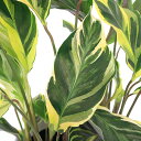 (観葉植物)カラテア エンペラー 4号(1鉢)