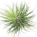 (観葉植物)エアープランツ チランジア テヌイフォリア エメラルド フォレスト Lサイズ(1株)