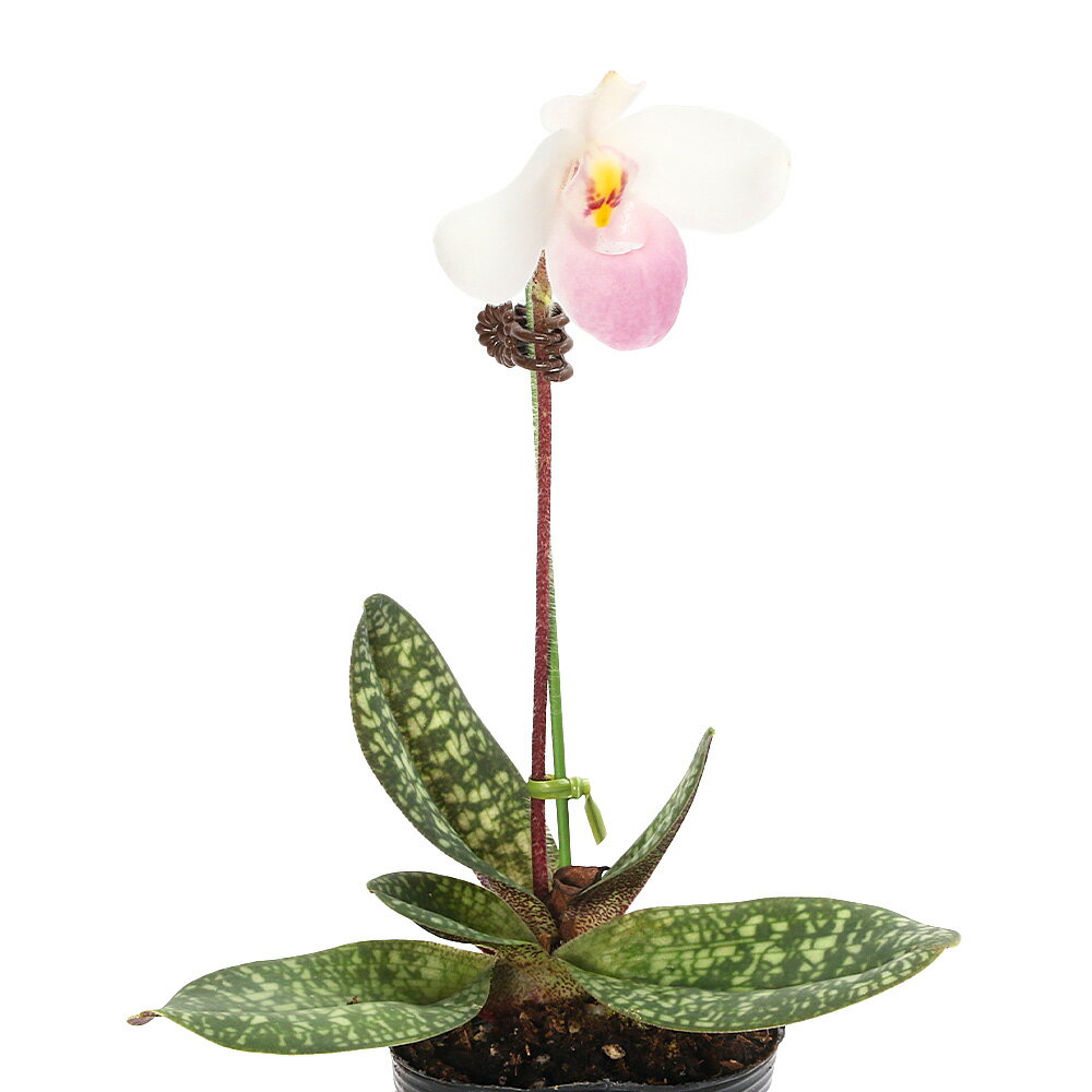 （観葉植物）洋ラン パフィオぺディルム デレナティー 3号（1鉢）