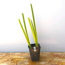 (ビオトープ)水生植物 花菖蒲 猿踊(サルオドリ) 江戸系薄紅ボカシ白筋中輪平咲三英花(1ポット)