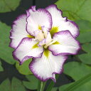 (ビオトープ)水生植物 花菖蒲 スティップルドリップルス 白地紫覆輪六英花(1ポット)