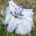 （ビオトープ）水辺植物　花菖蒲　月の浜辺（ツキノハマベ）肥後系白地藤砂子六英花（1ポット分）（休眠株）/