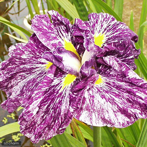 （ビオトープ）水辺植物　花菖蒲　昇仙峡（ショウセンキョウ）肥後系紫地白砂子六英花（1ポット）