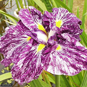 (ビオトープ)水辺植物 花菖蒲 昇仙峡(ショウセンキョウ)肥後系紫地白砂子六英花(1ポット)