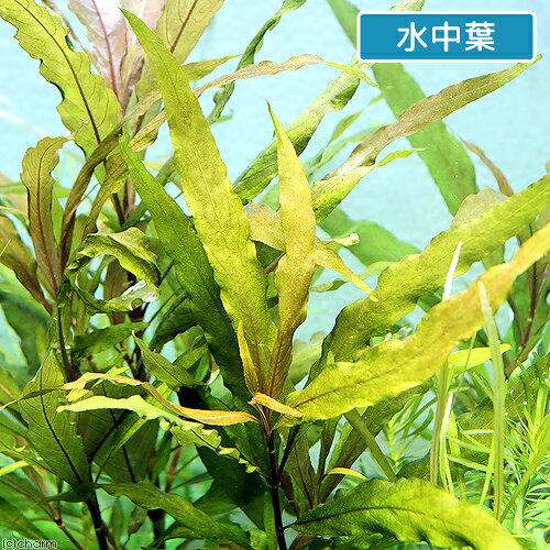 （水草）ハイグロフィラ　グラブラ（インボイス）（水上葉）（無農薬）（6本）