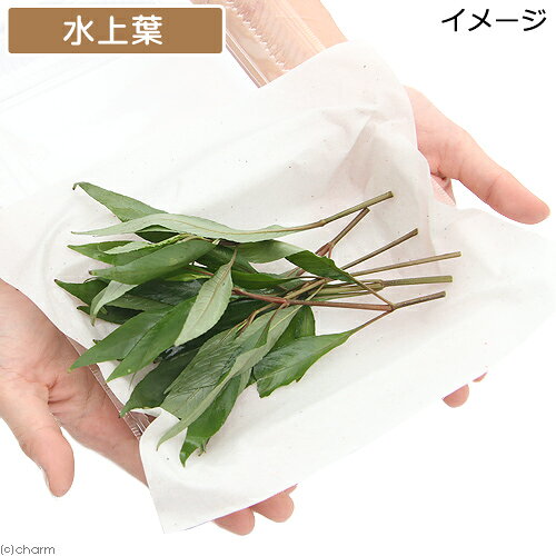 （水草）ハイグロフィラ　グラブラ（インボイス）（水上葉）（無農薬）（6本）