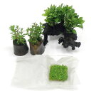 (水草)おまかせ水草付 流木セット Ver.キューバパールグラス(水上葉)(無農薬)(1セット)
